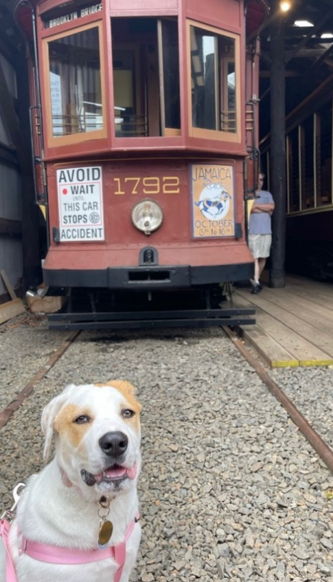Dog near train