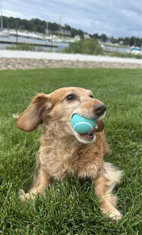 Dog playing with ball