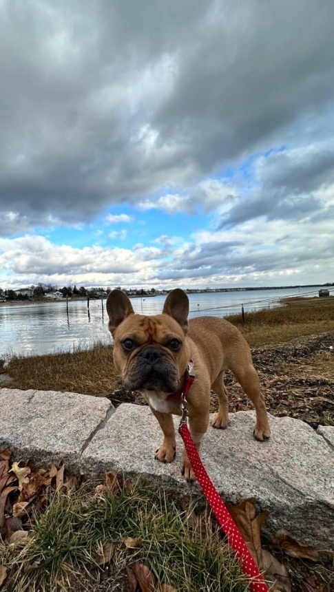 Dog walking near river