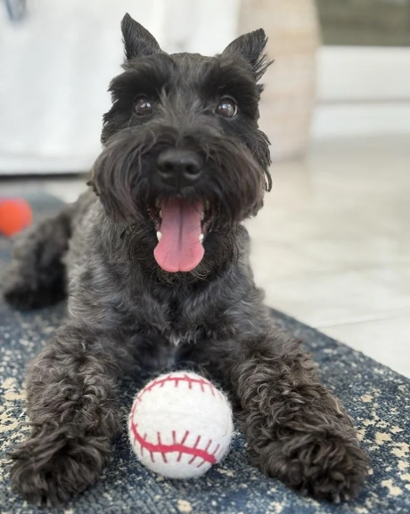 Dog with ball