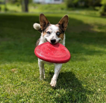 Let’s Make Your Dog’s Day!