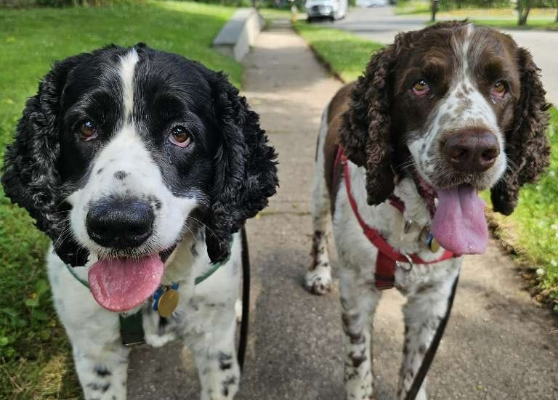 Two dgos running in park